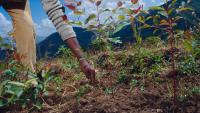 Ethiopia’s Grand Tree-Planting Plan
