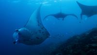 Nations lag on funding pledges to protect global biodiversity