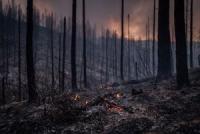 From California to Idaho: America's top wildfire risk states