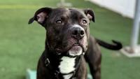 Halloween adoption deal starts at Nebraska Humane Society