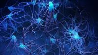 Single neurons act like tiny computers, China study finds