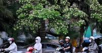 ‘Under attack’ from fragrance, Hanoi prunes its famous blossoms