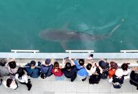 Celebrity shark trapped in South Korean canal stirs concerns over warming seas