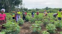 Agroecology Can Raise Yields, Cut Costs and Strengthen Climate Resilience Across Africa, New ActionAid Study Reveals