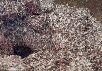 Modern aquaculture’s invisible cost: its putrid stench