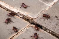 Researchers equip giant cockroaches with cameras, tiny injectors to aid disaster response