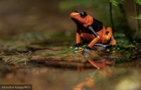 Legal gaps allow rampant pet trade, poaching reptiles and amphibians towards extinction