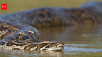 Burmese pythons expose invisible pollution in Florida's Everglades: Here's how