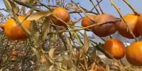 LDAF to receive $460k in funding for Louisiana’s specialty crops