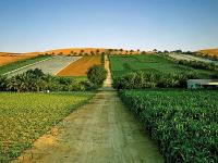 UAE aims to grow 50 per cent of crops locally