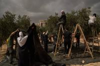 Israeli settlers torch olive trees, attack Washington Post journalist and Palestinians in West Bank