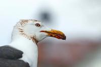 Highly pathogenic bird flu detected in wild birds