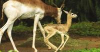 Critically Endangered Addra Gazelle Born at Zoo Miami