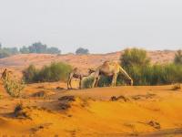 Abu Dhabi camel grazing ban runs until May 14, 2027