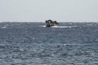 At least twelve dead after migrant boat incident off Gambia