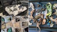 Mexican Man Caught With 92 Snakes And Lizards Hidden In Suitcase At German Airport