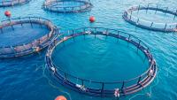 NAA calls for greater recognition, expansion of responsible American aquaculture