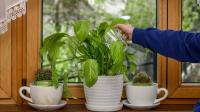 Gardeners warned against common watering mistake that can kill peace lilies