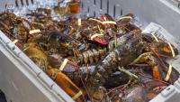 Two lobster businesses facing charges for illegal buying in Nova Scotia