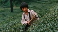 Yang Li-kuo’s ‘The Dull-Ice Flower’ Set for U.S.-U.K. Release as London-Based Distributor Radiance Films Picks Up Eight Taiwanese Classics