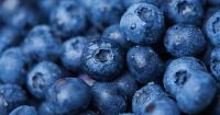 Florida lands grant money for specialty crops
