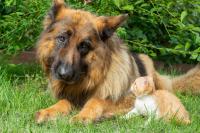 German Shepherd Finally Finds His Cat Best Friend in a Tiny Foster Kitten Named Frito