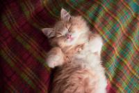 Baby Maine Coon Kitten Falls Asleep Among Friends in the Sweetest Little Floof Pile