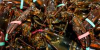 Sharp decline in baby lobster population in Maine’s Midcoast region, new study finds