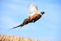 Wisconsin's 2026 Pheasant Season Opens Oct. 17