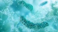 Scientists Find Worrying Link Between Common Ulcer Germ and Colorectal Cancer