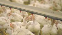 Private investment drives Albanian poultry expansion