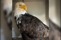 Wildlife Experts Stunned to Find That Bird Flu Killed Jackie, the Beloved, Internet-Famous Bald Eagle