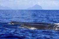 In the New Movie 'Whalefall,' a Cetacean Swallows a Diver Whole. The Sperm Whale's Remarkable Anatomy and Feeding Habits Shape the Survival Thriller