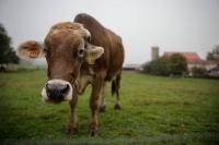Governor Shapiro Unveils Pennsylvania’s First-Ever Strategic Plan for Agriculture to Support Farmers, Drive Economic Growth, and Strengthen Global Competitiveness