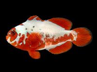 QM Labs Aquacultures Peacekeeper Maroon Clownfish, Limited In-House-Bred Fish Available