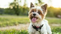 Scientists discover dogs associate sounds with shapes like humans do