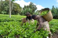 Explainer: Will the Tea Levy Regulations affect farmers’ earnings?