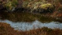 Book Review: ‘Bogland,’ by Merritt R. Turetsky