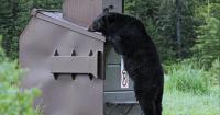 Black bears desperate for food invaded East Idaho neighborhoods in 2026