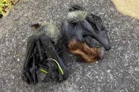 Flying Foxes, Found ‘Exhausted and Emaciated’ in Australia, Are Starving En Masse as Rescuers Field Up to 90 Calls a Day