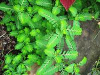 IN THE GARDEN: Chamberbitter is a prolific weed and difficult to prevent