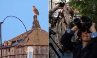 Gorgeous family of rare barn owls become NYC tourist sensation after building their nest atop Upper West Side water tower