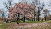 Selecting The Right Tree For Kansas