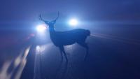Watch out for deer: Collisions with vehicles are starting to spike in Maine