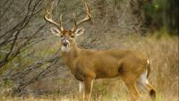 With Minnesota Youth season underway, Hunters reminded to prioritize safety