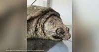Decades-old snapping turtle dies after kids "bludgeoned" him with stones, Pennsylvania rescue says