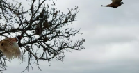 Wisconsin pheasant season opens Oct. 17 with reduced stocking schedule