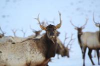 Allegations swirl around Colorado Parks and Wildlife election influence, ‘cowboy culture’ 