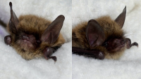Tiny, critically endangered bat rescued and released in Pennsylvania