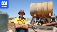 Farmers frustrated as locust control costs add up